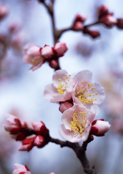 梅花图片