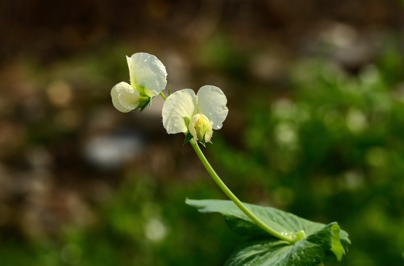 豌豆苗花圖片