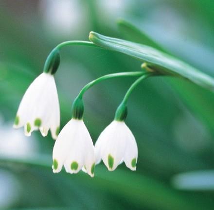 铃兰花的花语是幸福归来、吉祥与好运