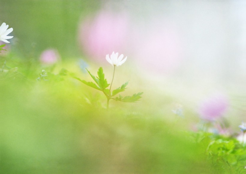 纯香野花图片