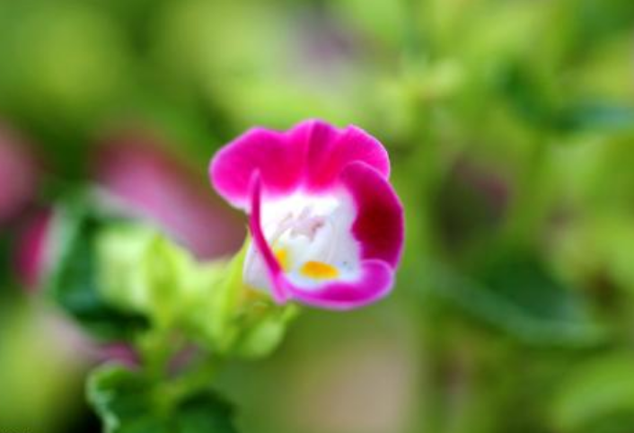 花朵更小巧、花色更丰富夏堇花朵图片