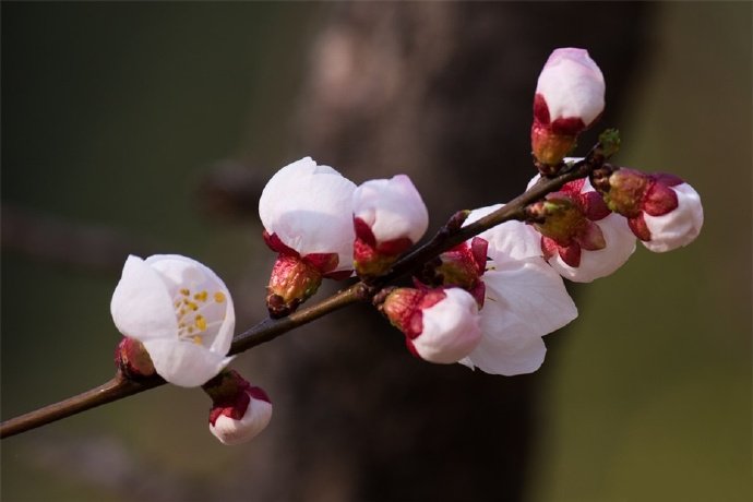 一組白色梅花~潔白清雅之美