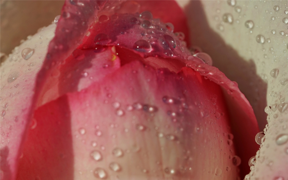 雨后的月季唯美高清桌面壁纸