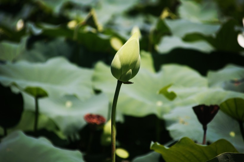 優(yōu)雅漂亮的荷花圖片