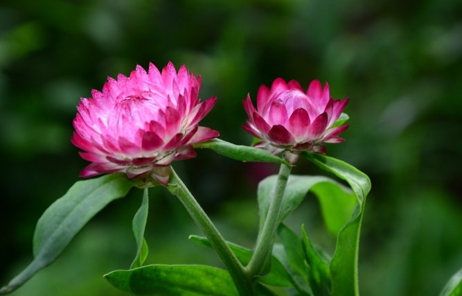 有多种颜色的蜡菊花图片欣赏