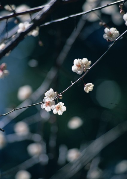 梅花图片