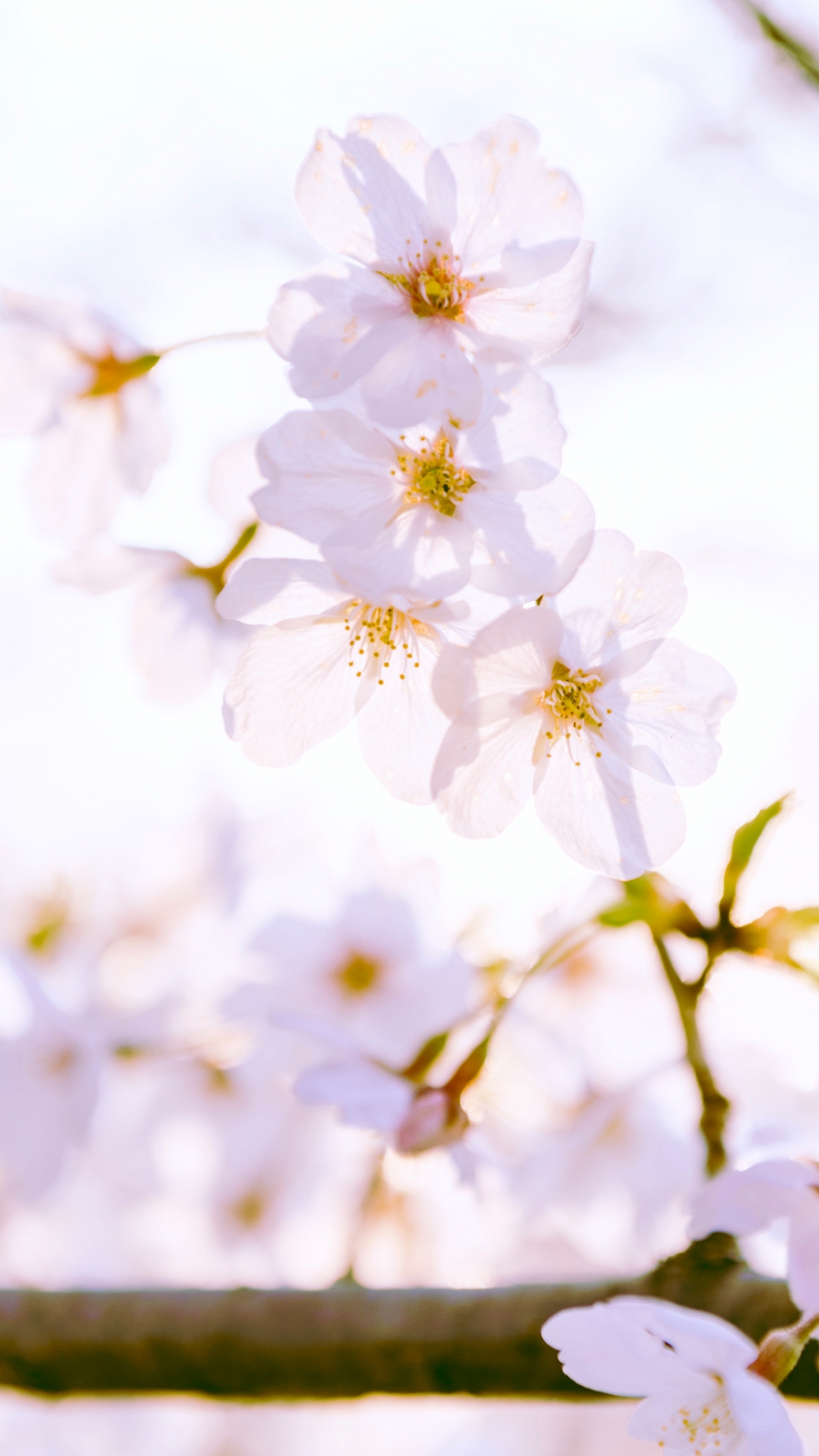 一組唯美的公園櫻花風景圖片欣賞