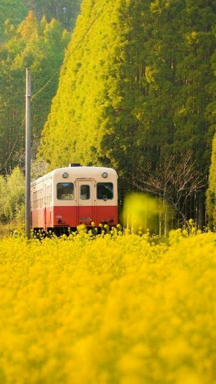 一組金燦燦唯美的油菜花圖片欣賞