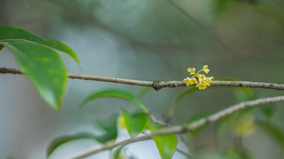 八月十五桂花香图片欣赏