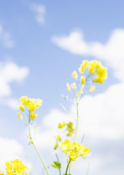 纯香野花图片