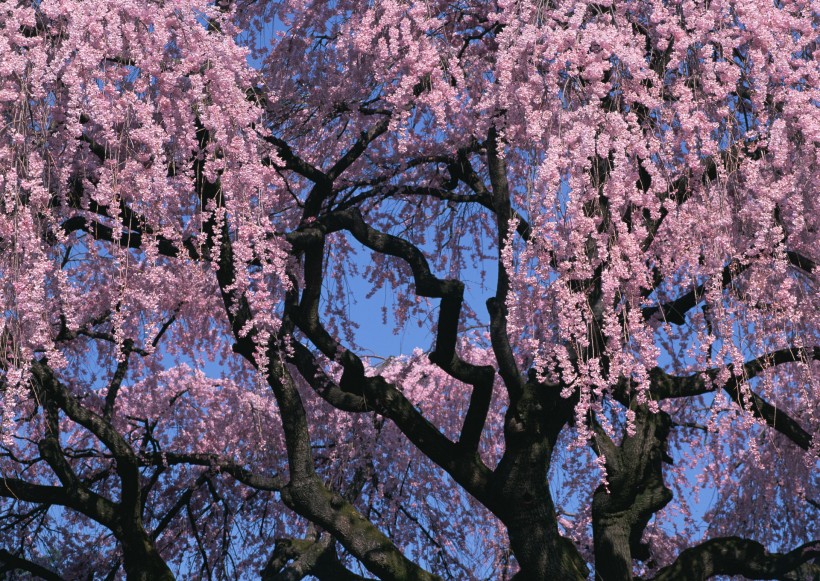 桃花图片