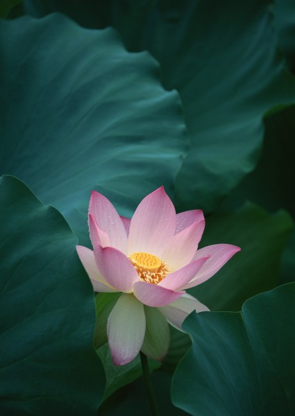 超大荷花特写图片