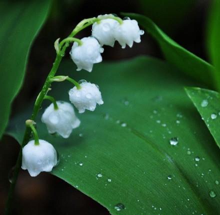 铃兰花的花语是幸福归来、吉祥与好运