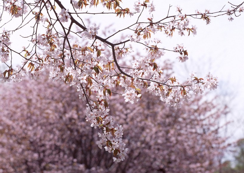 櫻花樹圖片