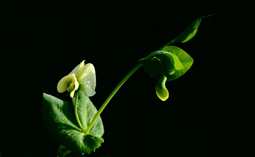 豌豆苗花圖片