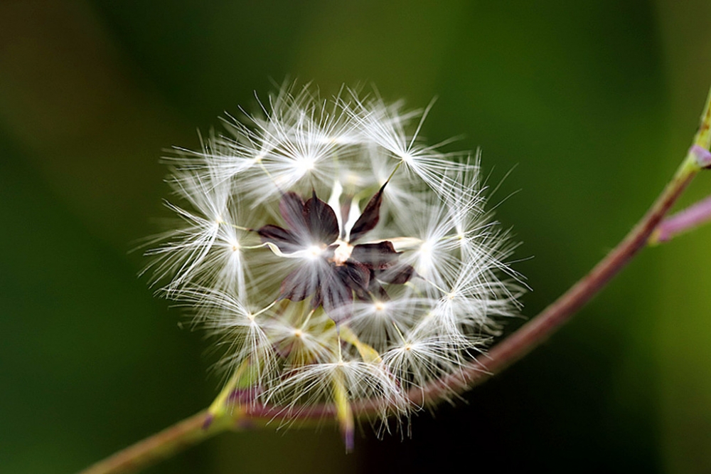 梦幻而又美丽蒲公英图片欣赏