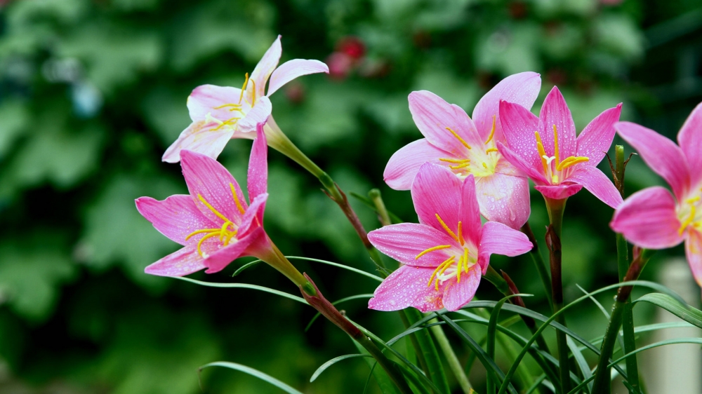 韭兰花粉红色的花朵随处可见非常的漂亮