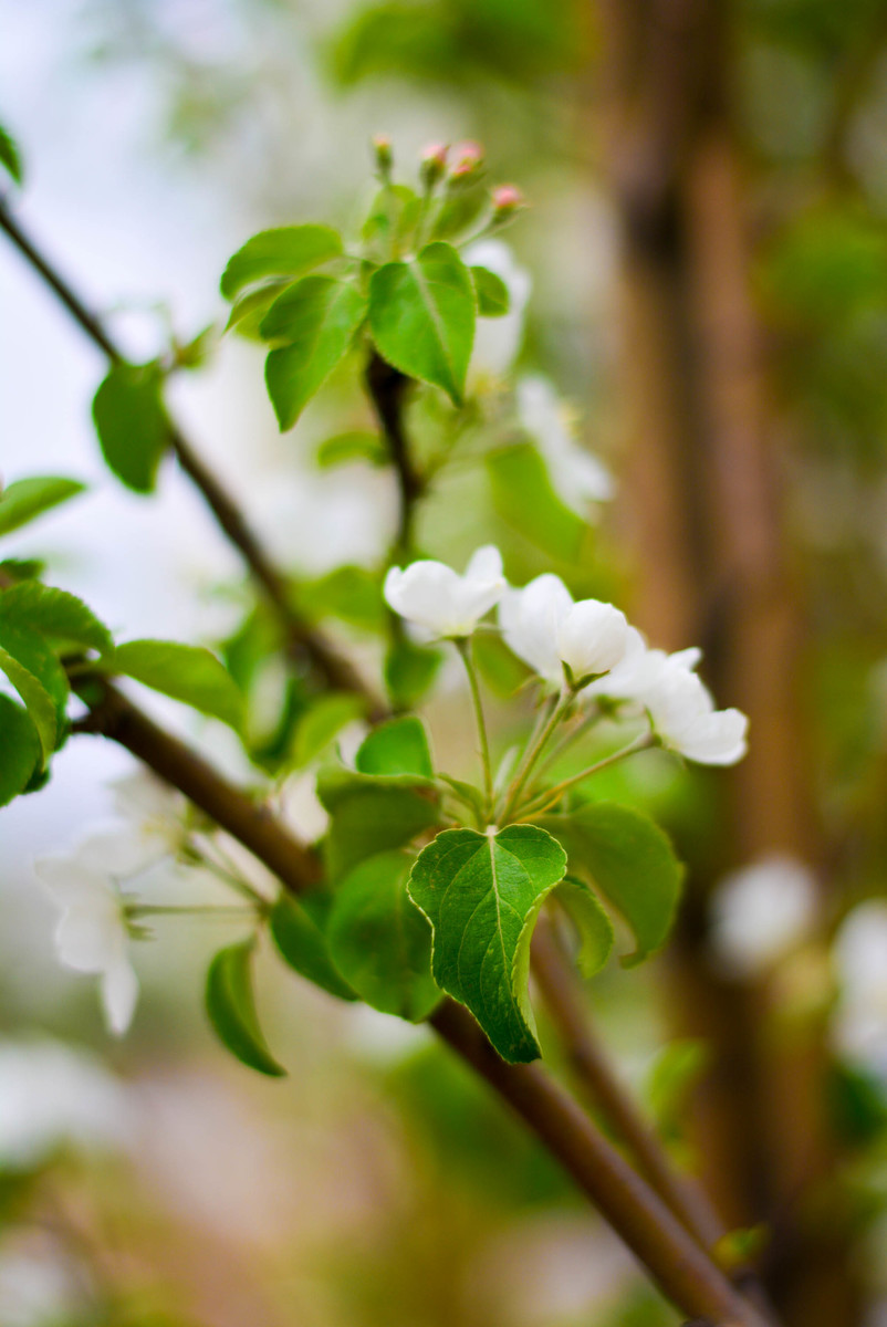 野苹果花清新壁纸图片欣赏