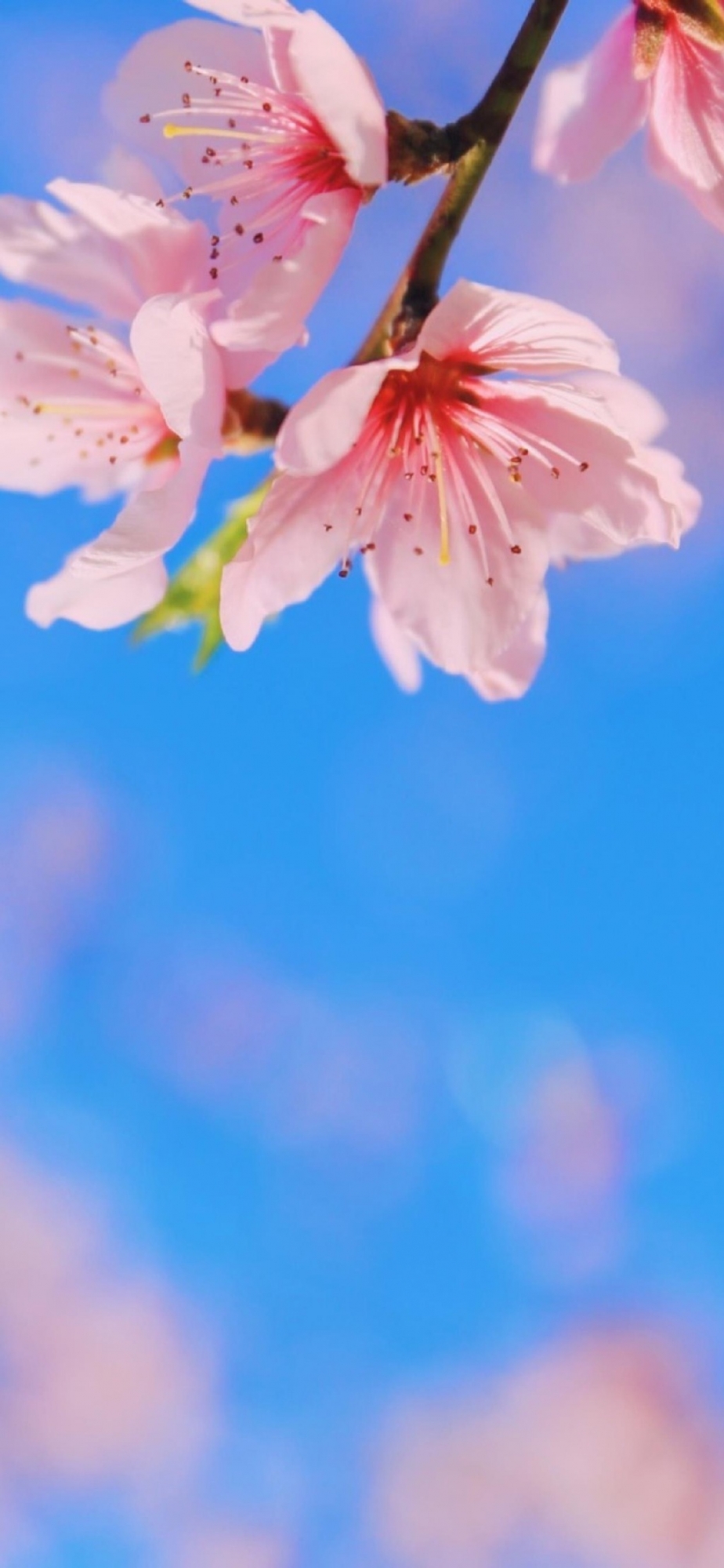 桃花小清新少女心高清手机壁纸