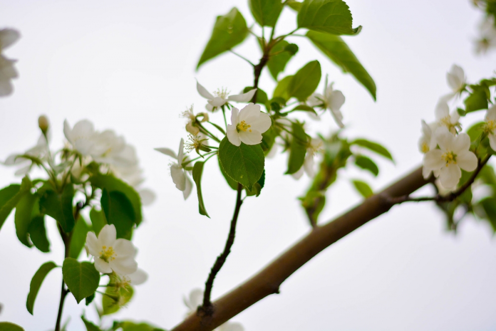 野蘋果花清新壁紙圖片欣賞