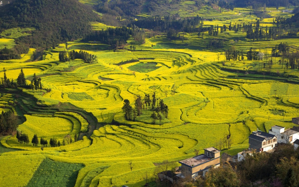 唯美油菜花春季风景桌面壁纸