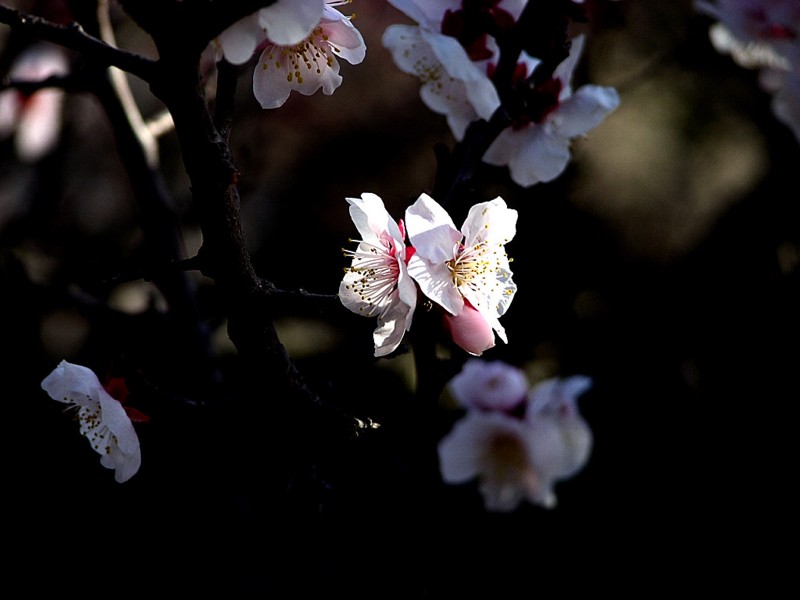 梅花圖片