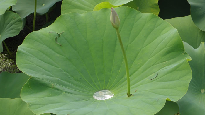 一组荷花都还没开的模样图片欣赏