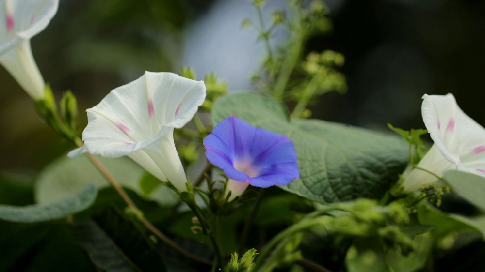 一组各色各样的牵牛花图片大全