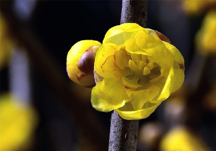 可叫腊梅，或叫黄梅花，也可叫金梅、冬梅