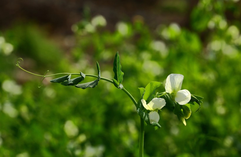 豌豆苗花圖片