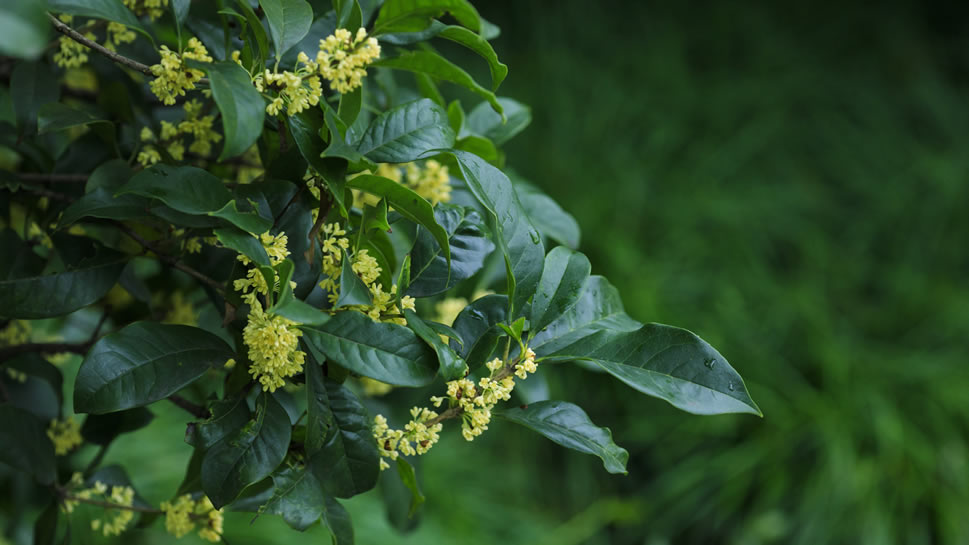 八月十五桂花香图片欣赏