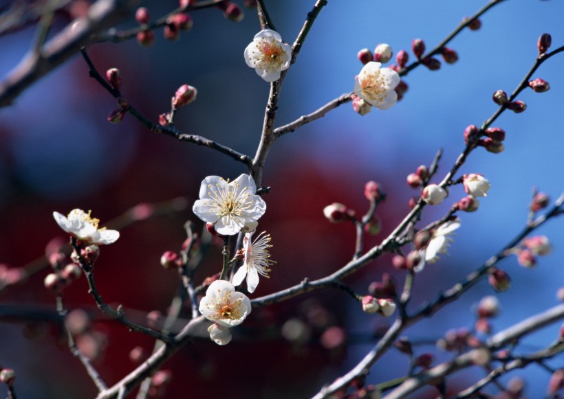 梅花图片