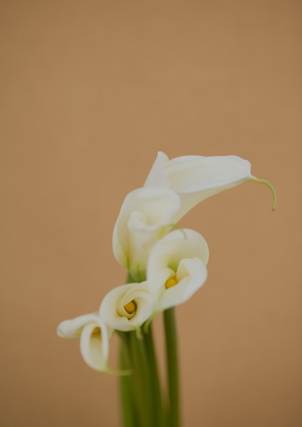 室内花卉图片