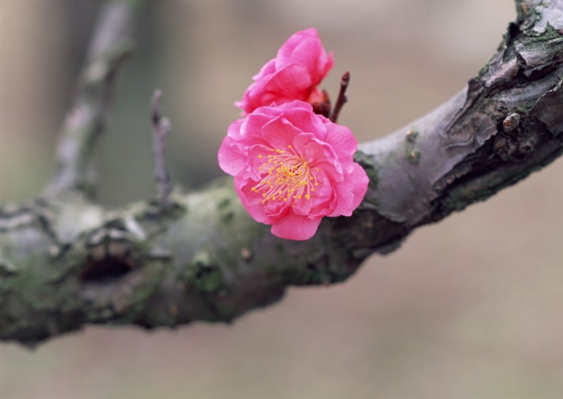 梅花图片