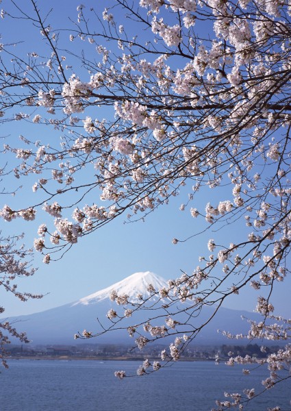 櫻花樹圖片