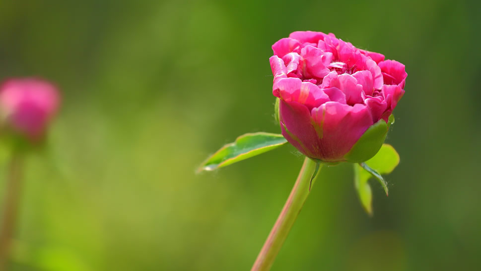 一组含苞待放的芍药花花蕾图片欣赏