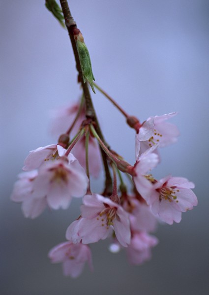 櫻花樹圖片