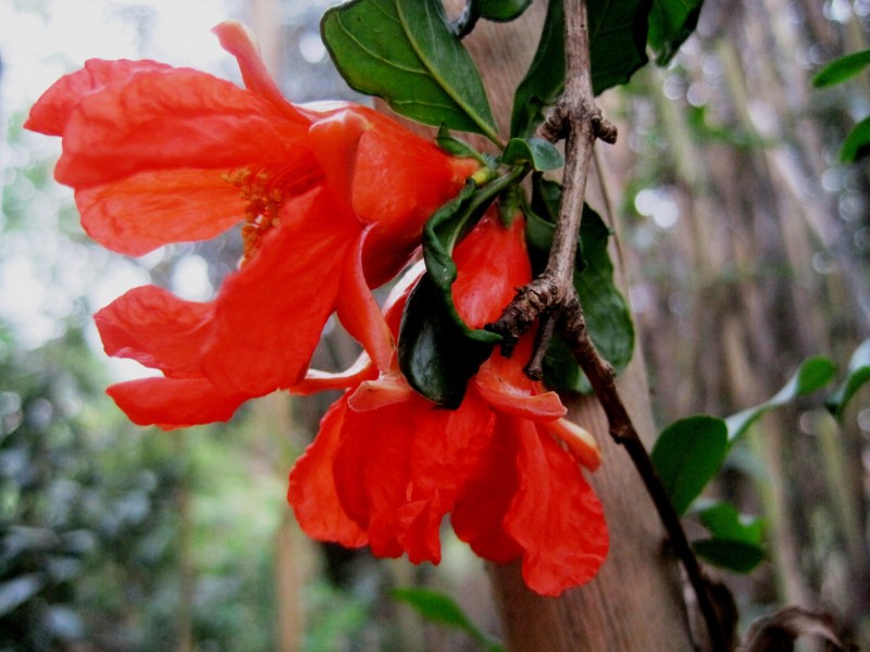 火紅的石榴花圖片