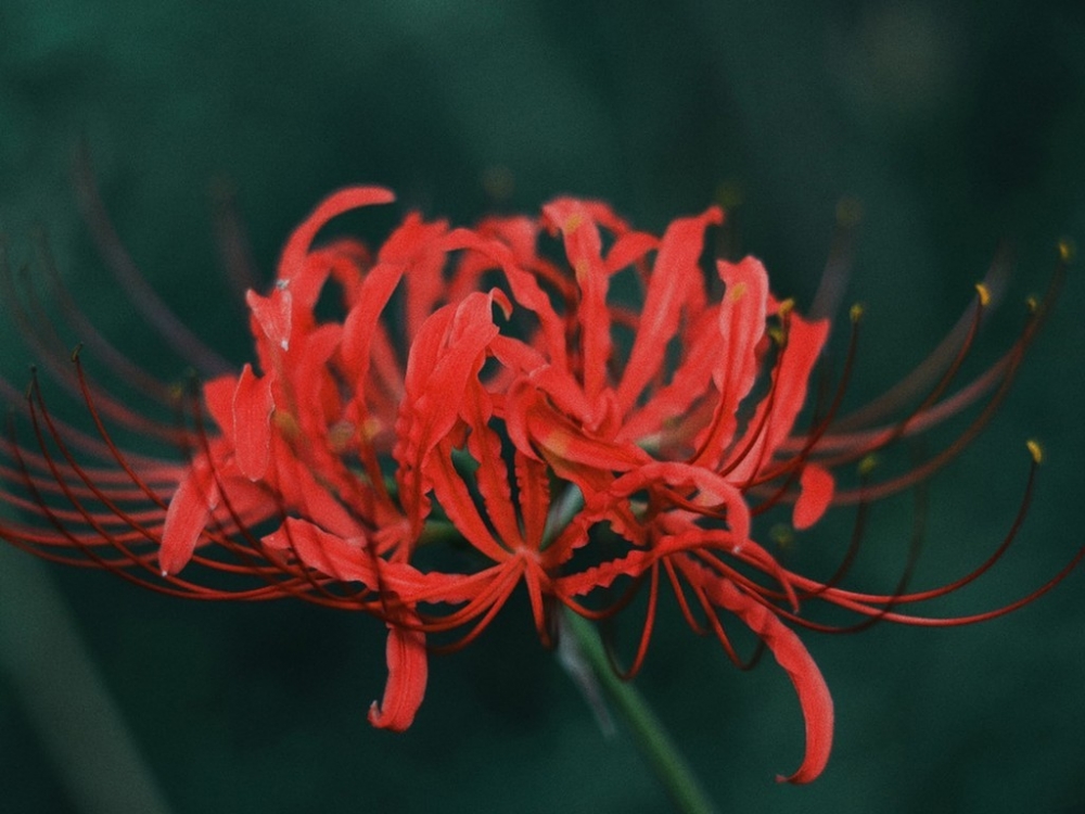 花开彼岸本无岸, 魂落忘川犹在川