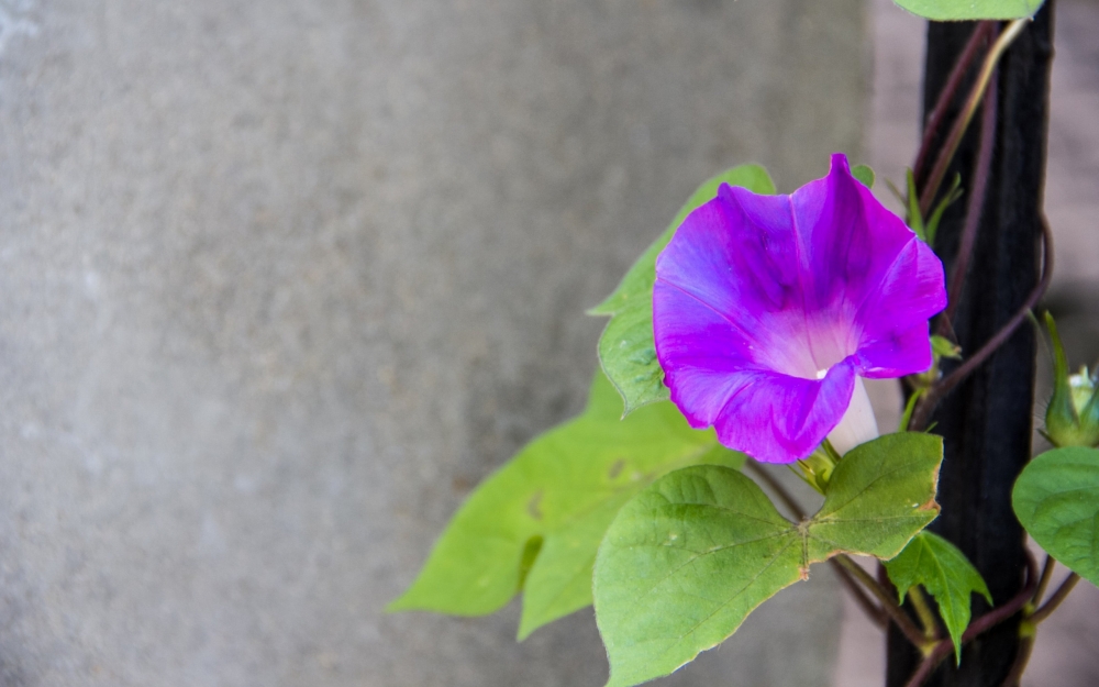 牵牛花长着心形的叶子 开着喇叭形的花