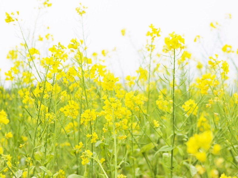 山花烂漫图片