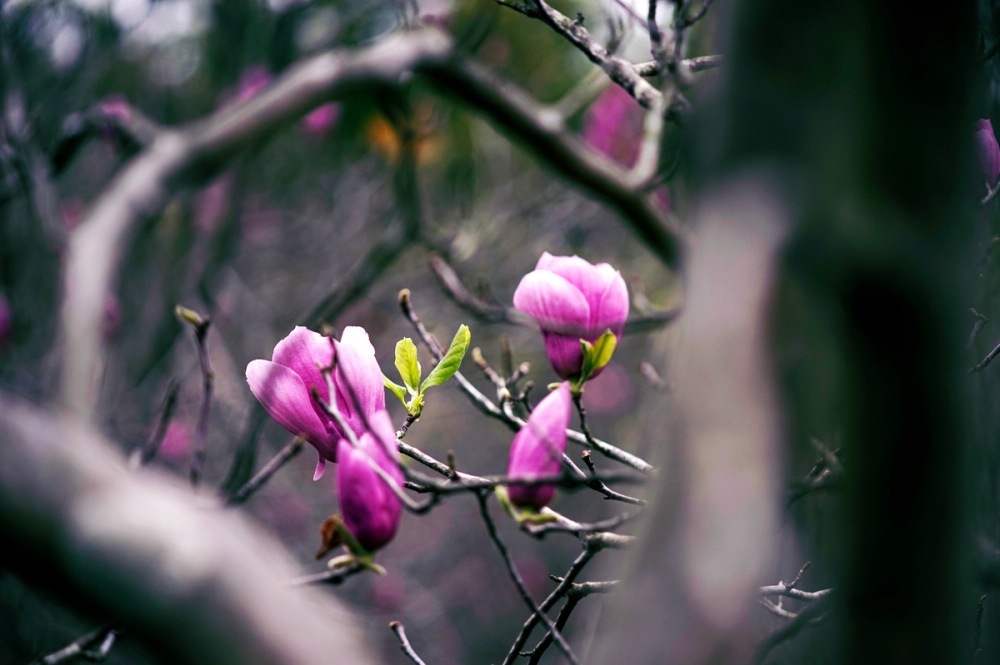 一組紫玉蘭樹(shù)開(kāi)花圖片欣賞