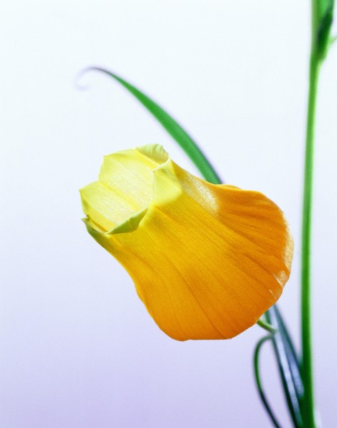 花卉枝节特写图片