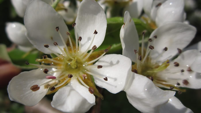 一组白花花清新的梨花图片欣赏