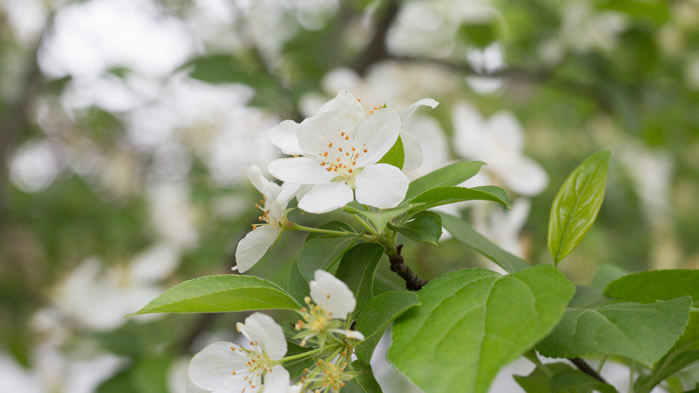 一組歐洲甜櫻桃花圖片欣賞