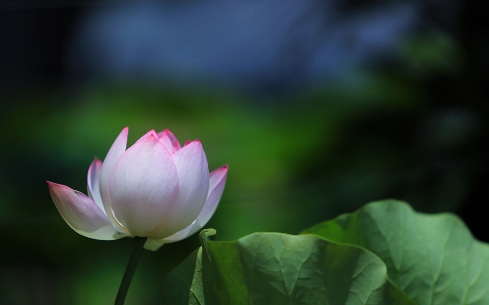 小清新唯美荷花高清桌面壁纸