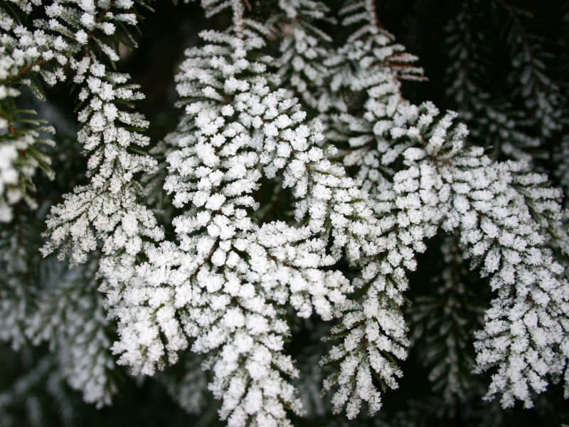 冰雪植物图片