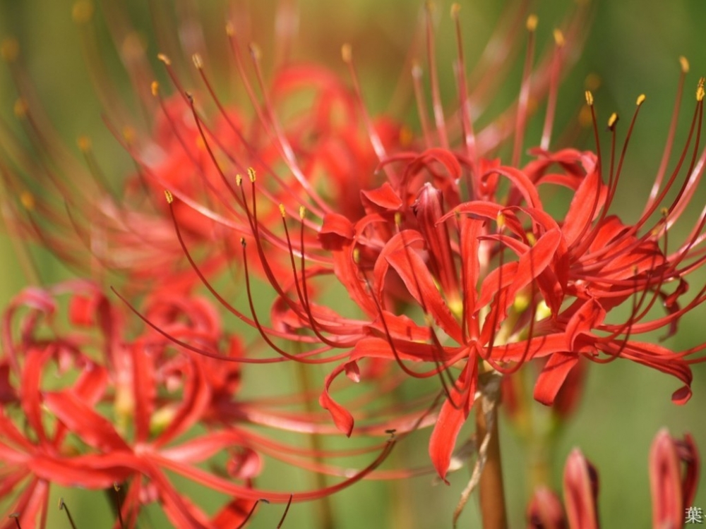 花开彼岸本无岸, 魂落忘川犹在川