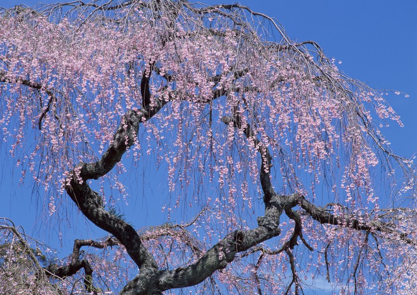 櫻花樹圖片