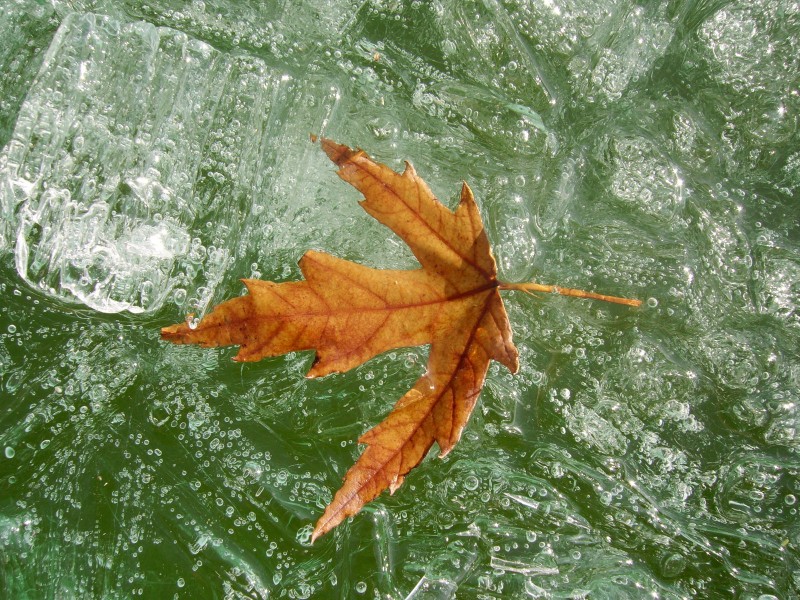 冰雪植物圖片